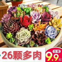  Combination plant super cute combination partner Novice package Easy to live and good to raise office combination succulent