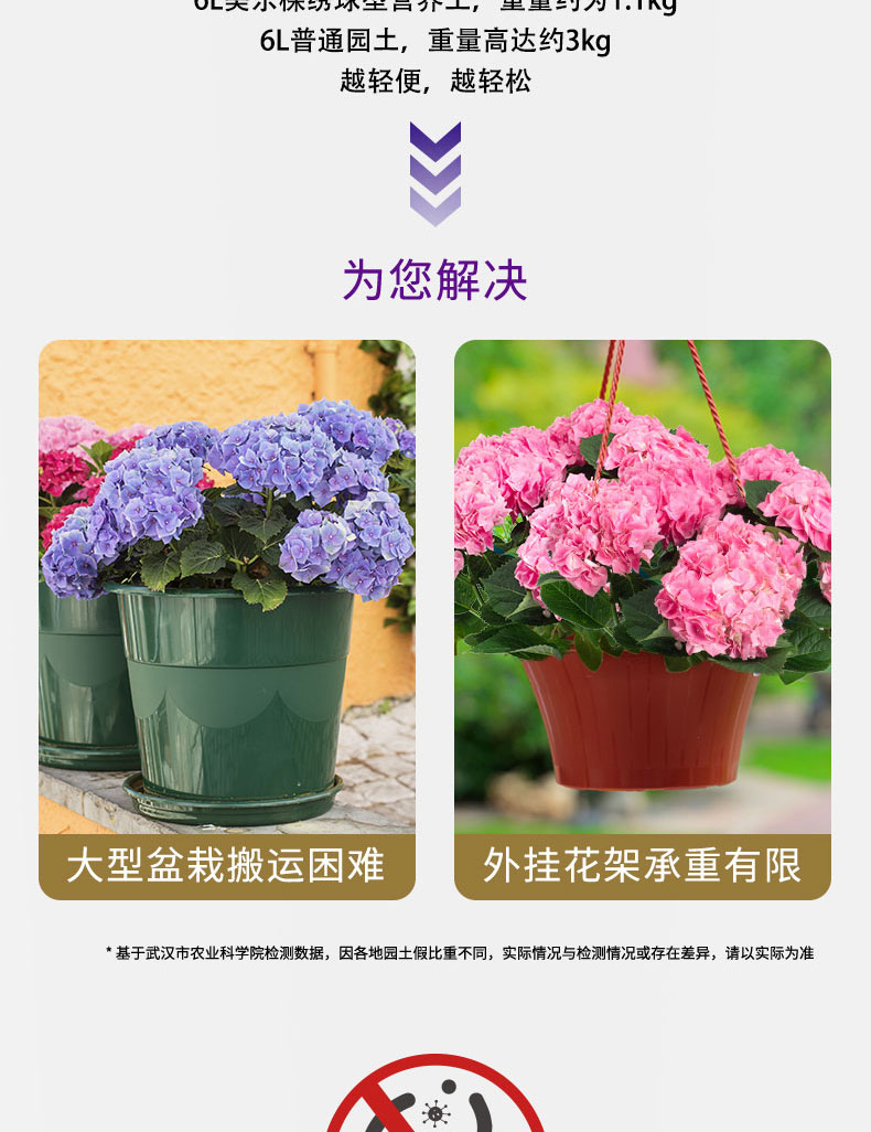 Hydrangea 6l3_01.jpg