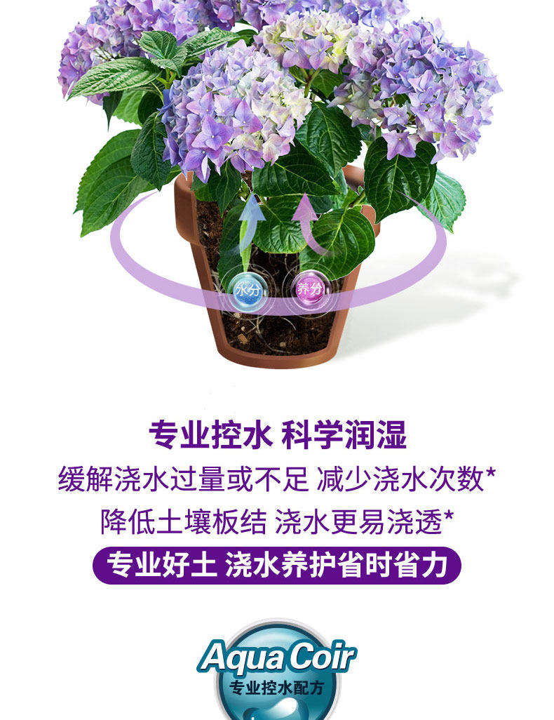 Hydrangea 6l2_02.jpg
