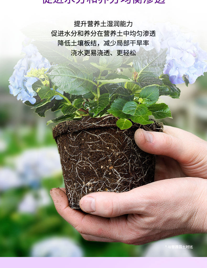 Hydrangea 6l2_04.jpg