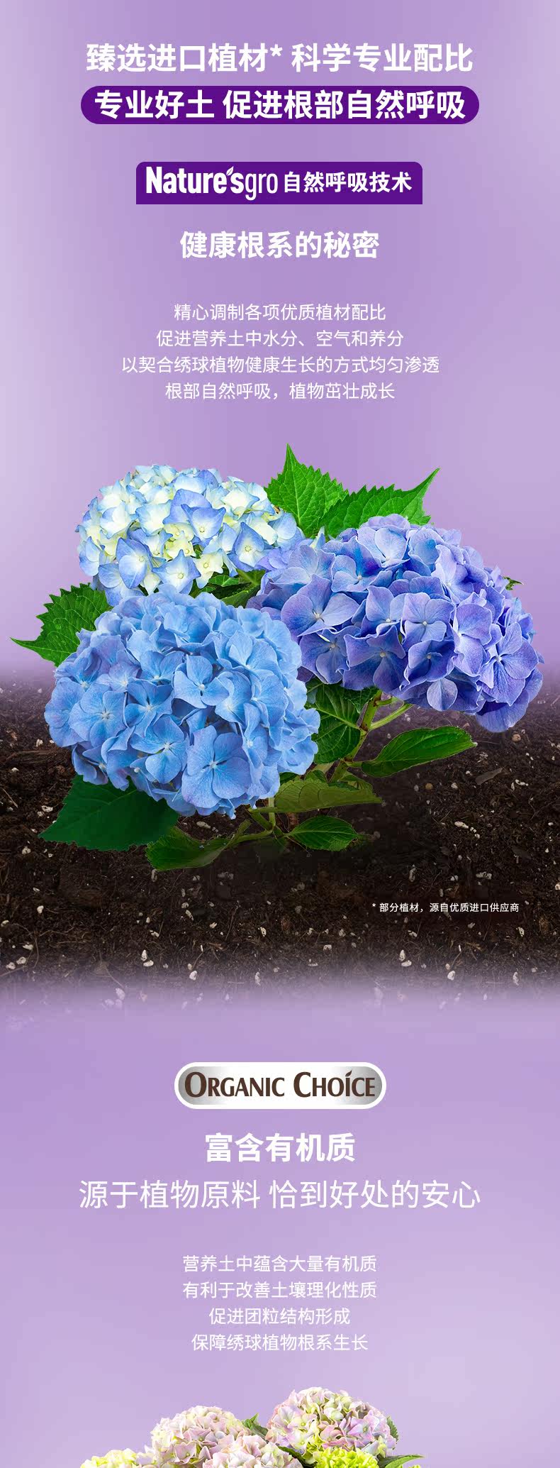 Hydrangea 8l1_03.jpg