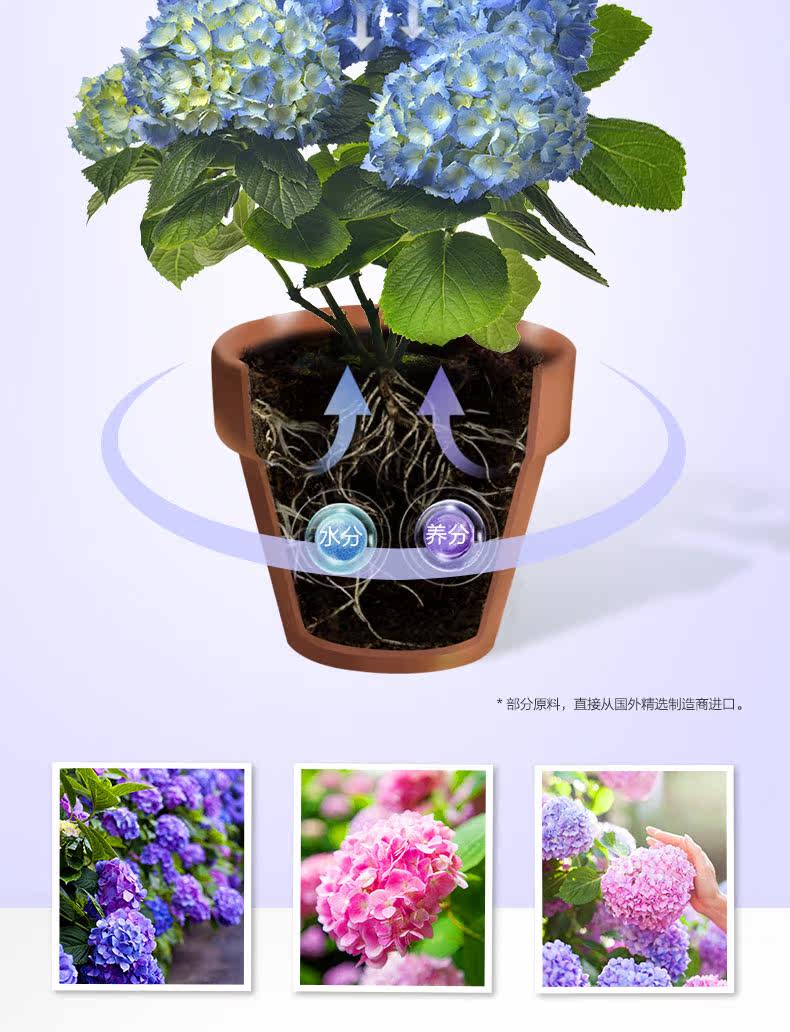 Hydrangea 500-6_06.jpg