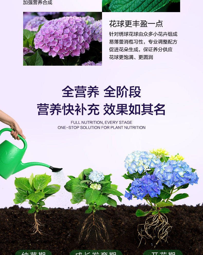 Hydrangea 20-1_04.jpg