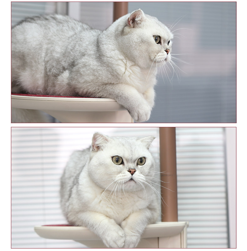 Cat Clating Rack_06.jpg