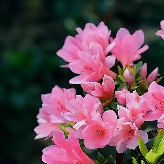罗浮山杜鹃花土特产