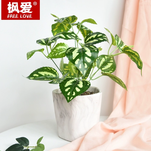 Моделирование растения стены зеленое растение фоновая стенка