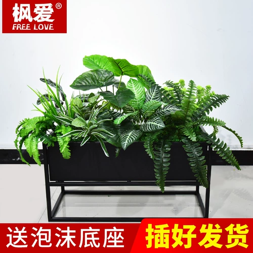 Ложное растение семи -летняя магазин более 20