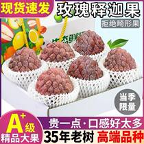 Rare rose red custard apple 5 pounds fresh fruit milk pineapple custard apple Buddha head Muni fruit