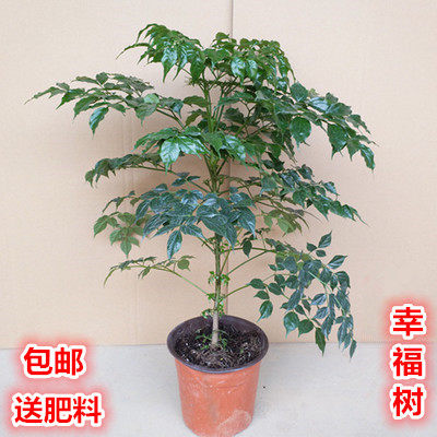 Happiness Tree Ping An Tree Potted Large Green Planted Flower Sapling Indoor Living Room Office View Leaf Small Bonsai Plant