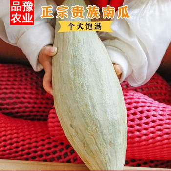 Xinjiang noble pumpkin powder is glutinous, sweet and not powdery, guaranteed to be compensated