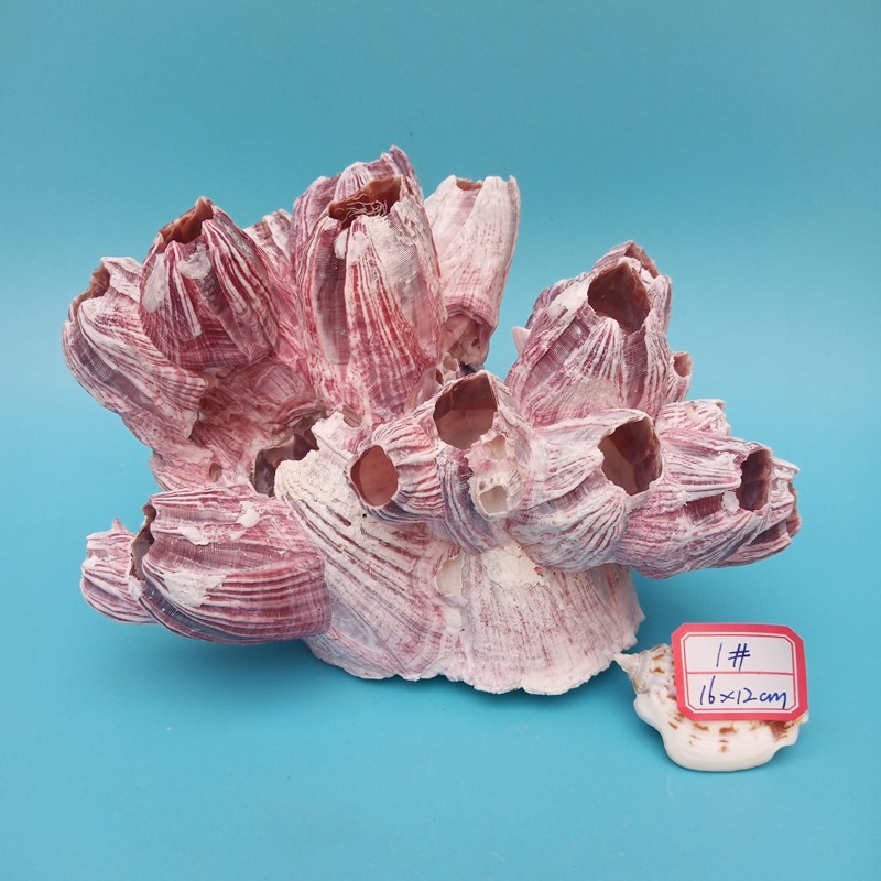 Promotion of seashells sea snail vines Kettle Fish fish Shrimp Fish Shrimp Dodge to avoid coveted berfish Breeding Nest Air Pineapple Decorations