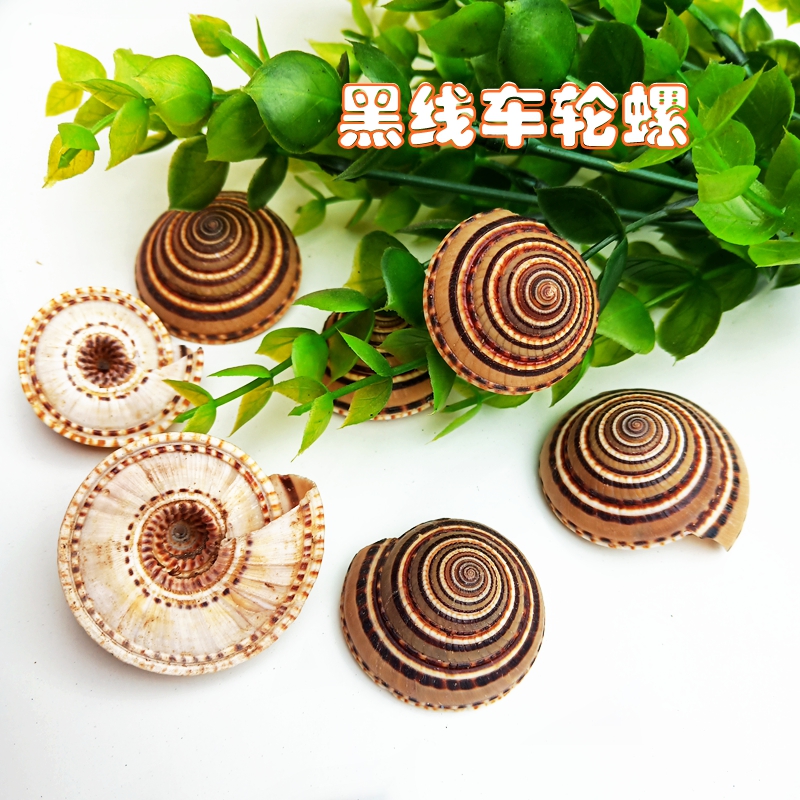 Natural Shell Sea Snail Black Wire Wheel Snail Fish Tank Building Decoration Specimens Collection Sea Snail