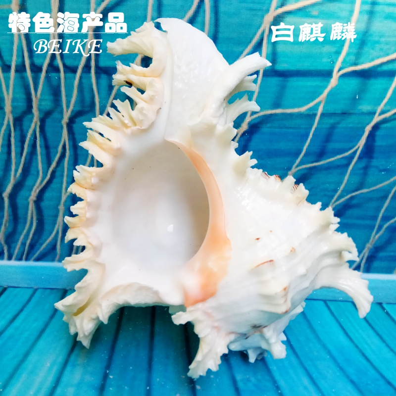 Shell Sea Snail Oversized Natural Kirin Snail Handicraft Swing Decorated fish tank Scape Decoration Terrace Sound Box Potted