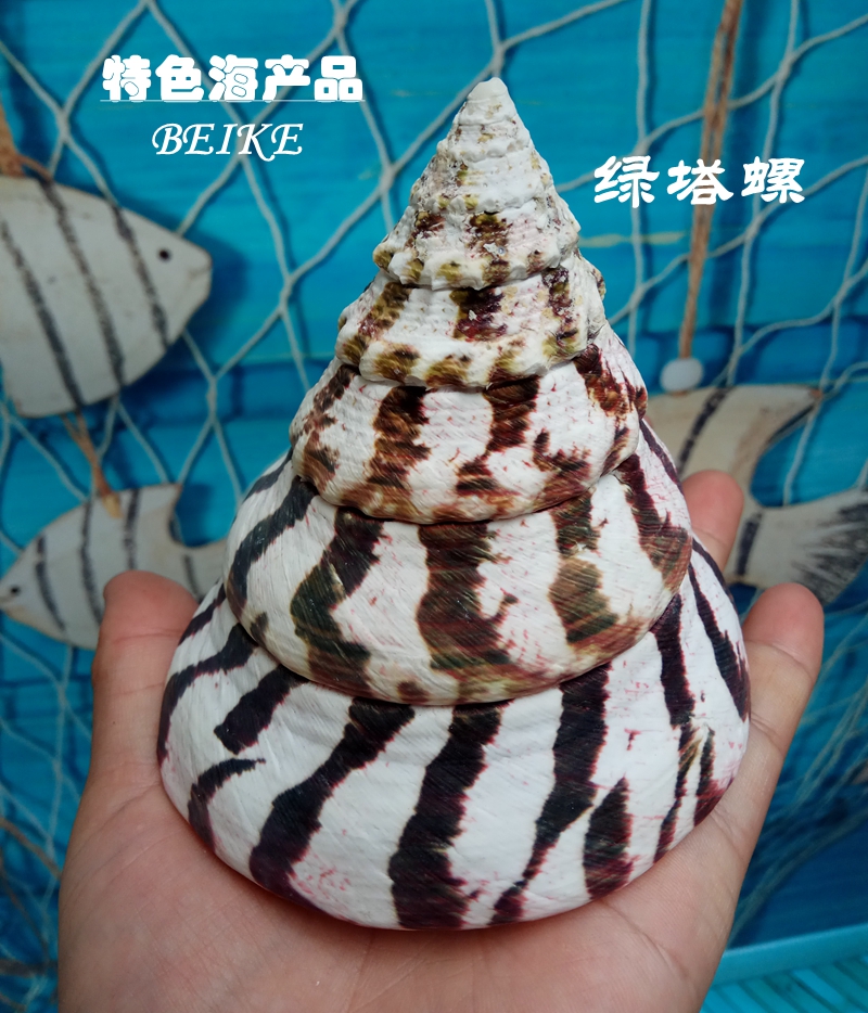 Natural Original Eco Shell Sea Snail Green Tower Snail Red Tower Snail Fish Pond Aquarium Building Decoration Swing Decoration