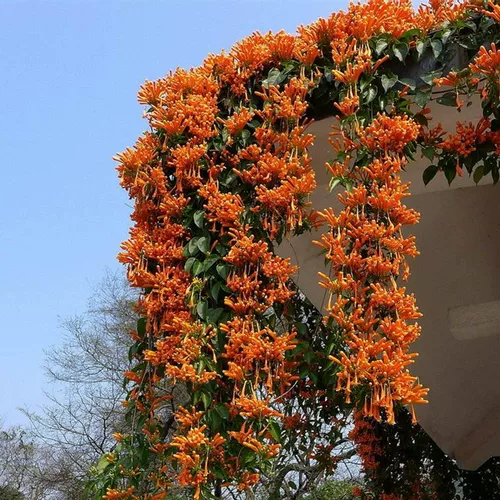 Артиллерийский борьба с цветоком Miao ароматный аромат Великий цветок