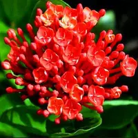 Принцесса может артиллерийская борьба в течение 4 лет саженцев