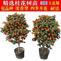 Четыре сезона цветущие деревье