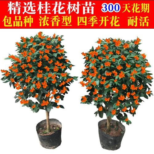 Четыре сезона цветущие деревье