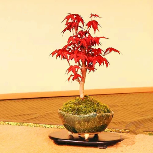 Выпускные японские саженцы красного клена в горшках американские саженцы красного кленового клена красные кленовые красные саженцы красные клена.