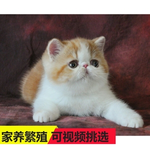 加菲猫纯种猫咪活物英短猫加菲猫幼猫活体黄白波斯猫红虎斑宠物猫