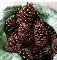 Large pine cones oversized natural pine cones dried flowers Christmas decoration ornaments Kindergarten handmade DIY dried flower materials