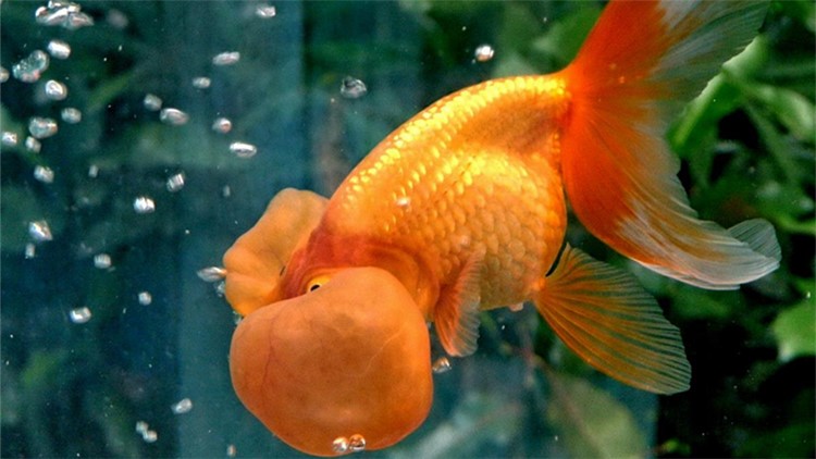 如何養好水泡眼金魚 掌握這幾點就可以 淘寶海外