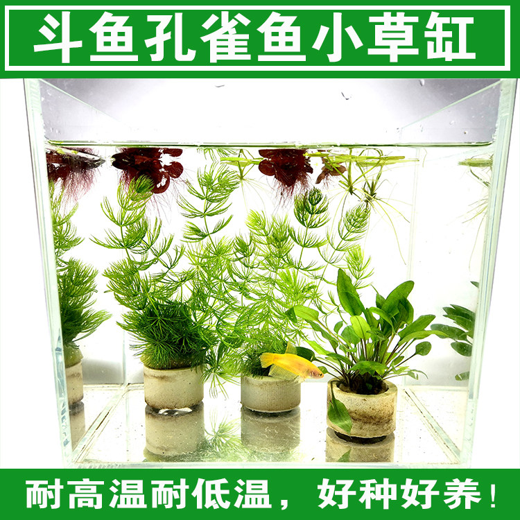 Goldfish algae White Cloud goldfish Peacock fish real aquatic plants high temperature and low temperature resistance Green cold water grass