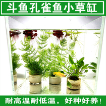 Golden fish algae white cloud golden silk fish guppie true water grass High temperature and low temperature green cold water grass
