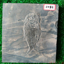 Scaly-toothed fish fossil specimen ornaments