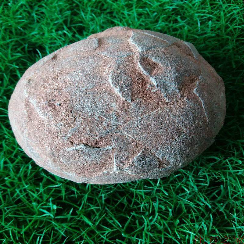 Egg fossil specimens