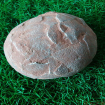 Egg-like fossil specimens