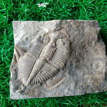 Trilobite fossil rough stone specimen Natural crown insect paleontological fossil head ornament strange stone physical shooting