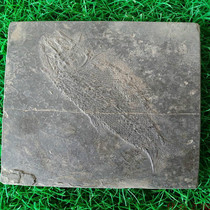 Guizhou Triassic paleontology marine animal fossil specimens Natural scaly-toothed fish fossil real real shot