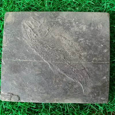Guizhou Triassic paleontology marine animal fossil specimens natural scaly-toothed fish fossil genuine real shot
