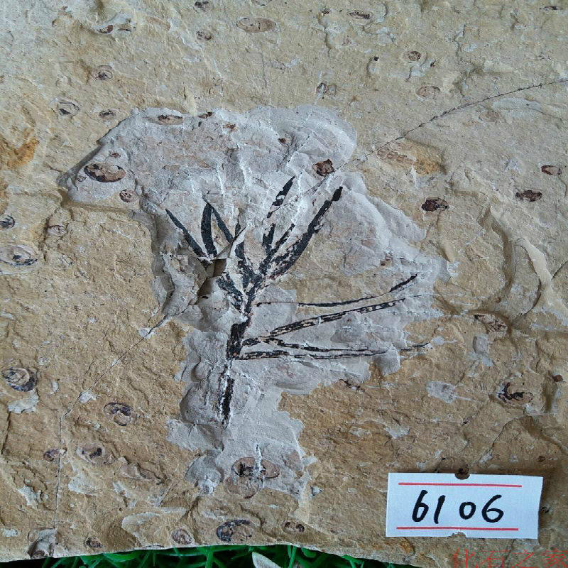 The fossil specimens of the plant are