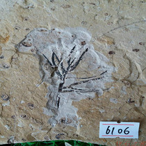 Plant fossil specimens