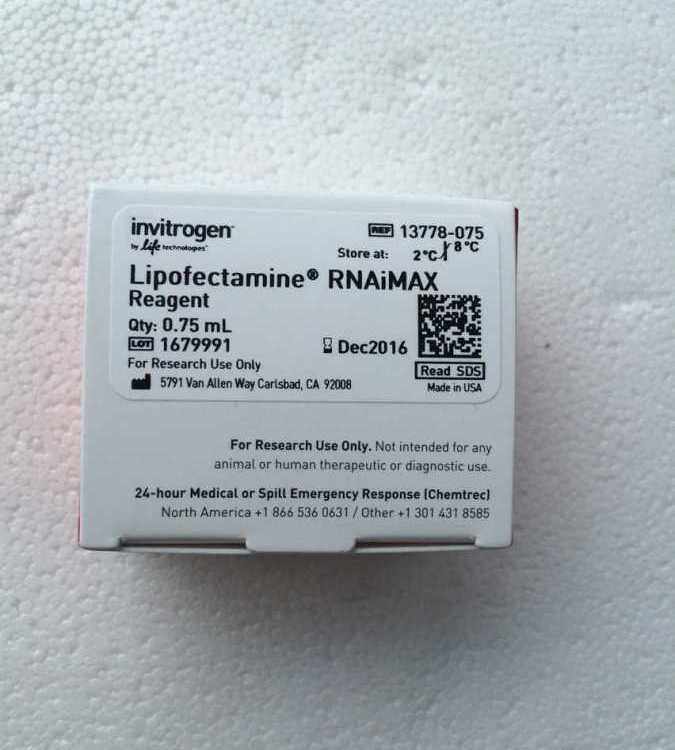 invitrogen LR酶11791020赛默飞11791100 Gateway LR Clonase II