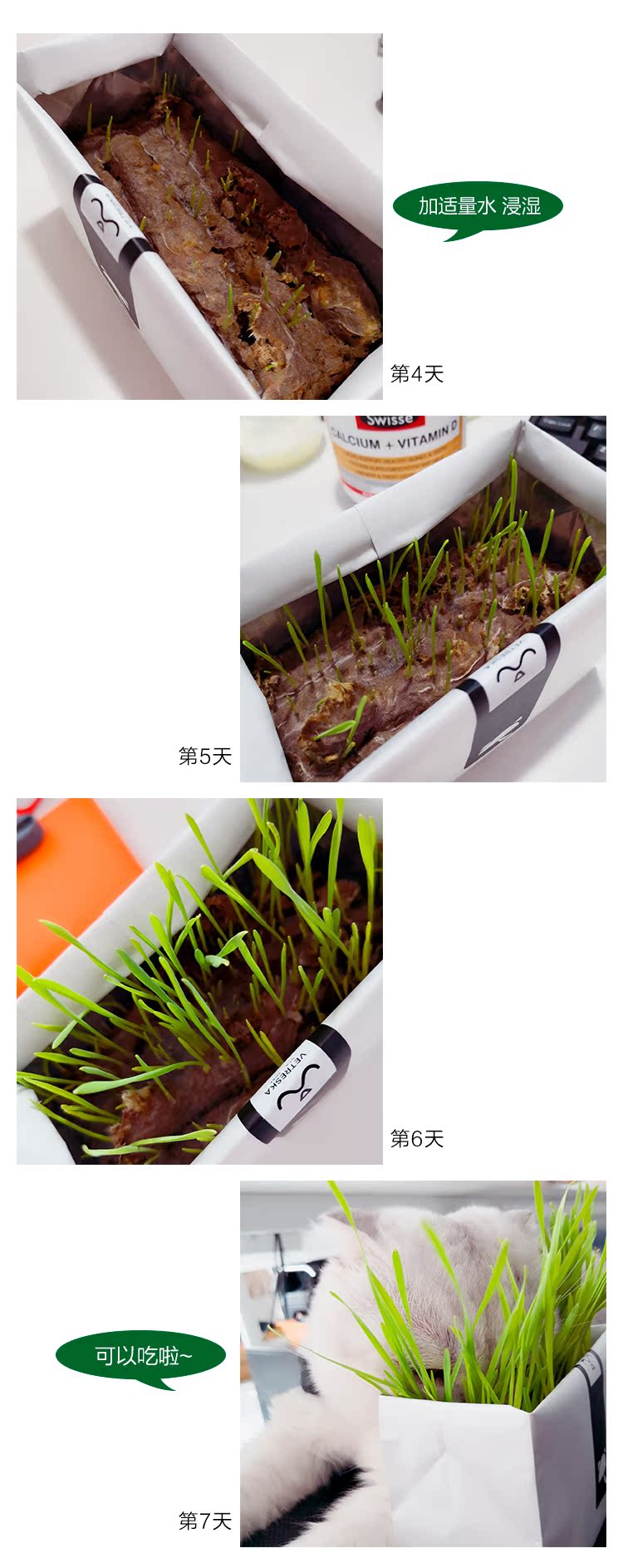 Vetreska Cat Grass New Vol1_04.jpg