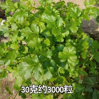 30 г крупнолистного кориандра [30 г бесплатного питательного удобрения]