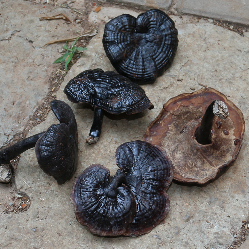Yunnan Shangri-La Wild Lucid Lingzhi Black Lingzhi Wild Lingzhi Lucid and Lucid Lucid 500g can be powder sliced