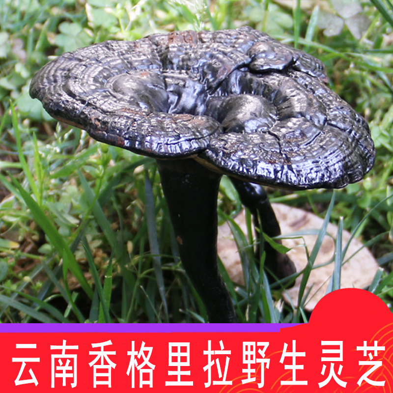 Lucid Lingzhi Yunnan Shangri-La Black Lucid Lucid Lingzhi Lucid Lucid Lucid Lucid Lucid Lucid and Lucid Lucid 500g can be sliced