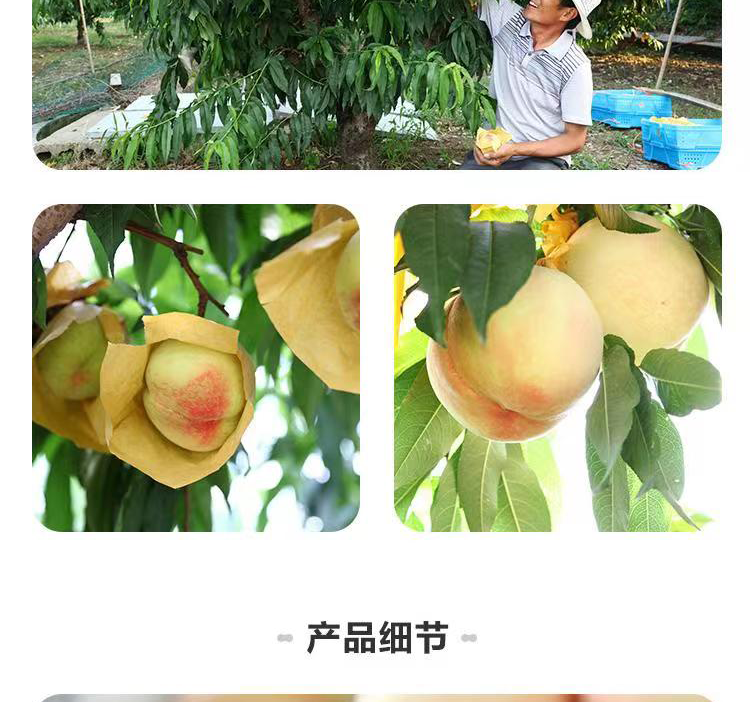 盒马生鲜 正宗无锡阳山水蜜桃 8枚礼盒装 单个200g+ 图9