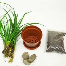 Bonsai Calamus Flowers with hand fragrant seedlings Potted plants with root spices sand ginger Vanilla Turtle Pond Courtyard Balcony cultivation