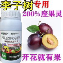 Plum fruit-setting medicine powerful pollination pill plum enlargement prevention cracking and fall prevention factor flower-preservation and fruit-preservation factor plum pollination fruit-setting medicine