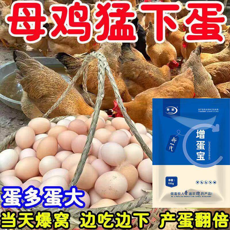 为什么母鸡不下蛋？用“鸡引蛋”真的能诱导产蛋吗？