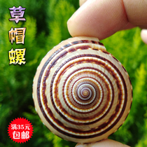 Natural conch shell straw hat snail fish tank Aquarium landscaping window wall sticker decoration handmade DIY shell ornaments