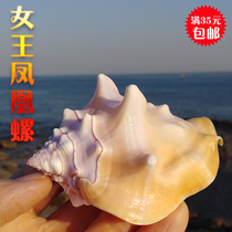 Natural conch shell queen Phoenix snail specimen snail Creative window fish tank landscaping floor wall sticker decorative ornaments