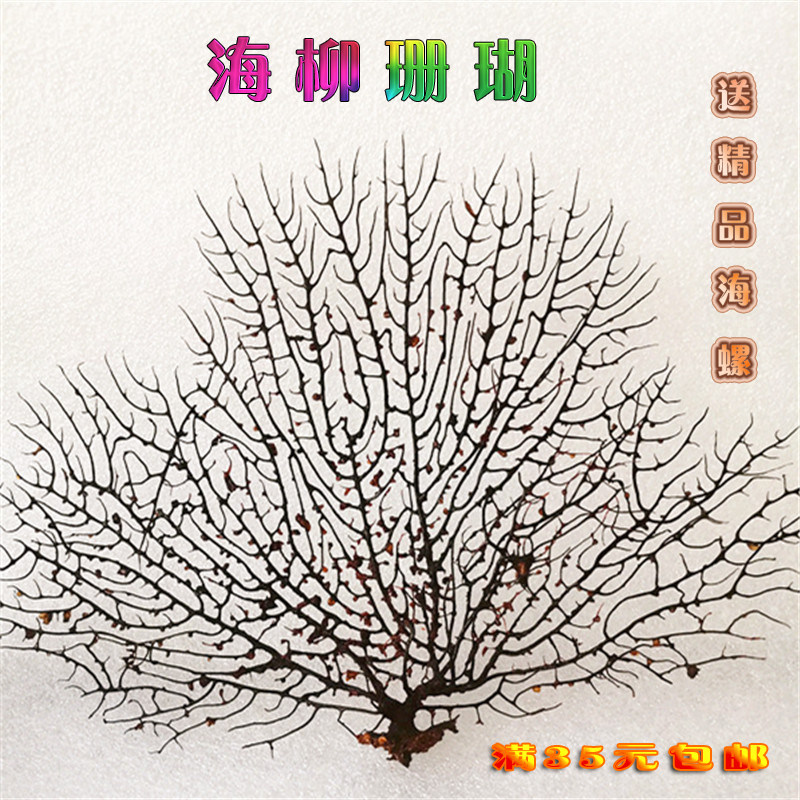 Natural Screw Shell Coral Fish Bowl Fish Bowl Architecture Creative Wall Decoration