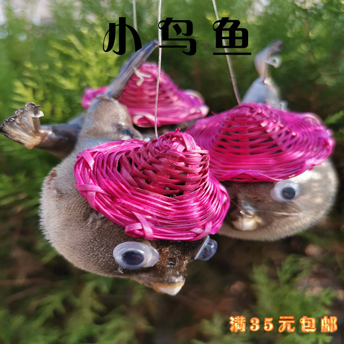 Natural conch shell puffer fish specimen stickleback fish Mediterranean home decoration pendant creative gift