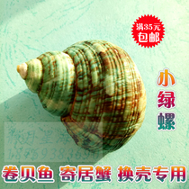 Natural conch shell Green snail Hermit crab roll shellfish special shell Aquarium decorative fish tank creative landscaping ornaments